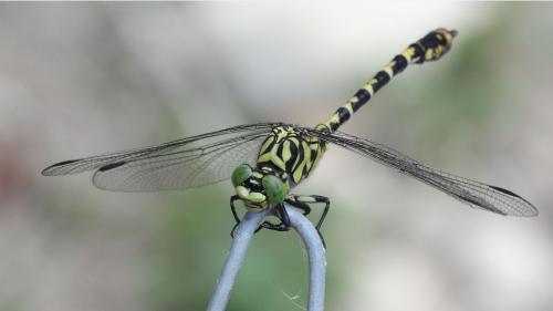 Réf. 213 354 : Onychogomphus forcipatus